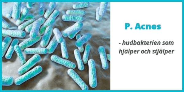 propionibacterium acnes akne bakterie finnar